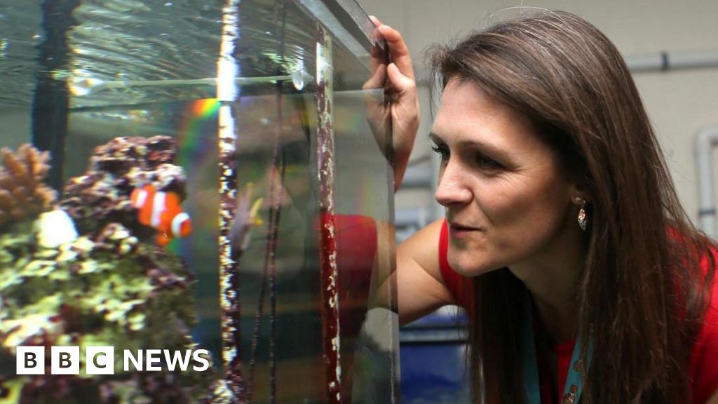 Ocean Census researcher's hunt for new deep-sea Antarctic species