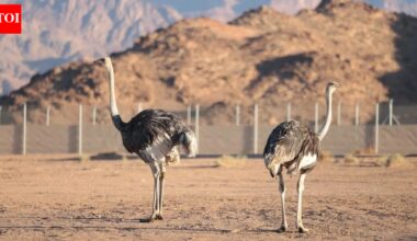 ‘Camel Bird’ Ostriches return after 100 years in Saudi Arabia | World News