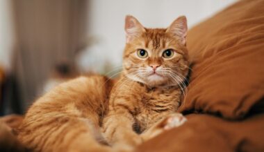 Wales locals go to court over cat mess row as dad left 'waking up with dread every day'