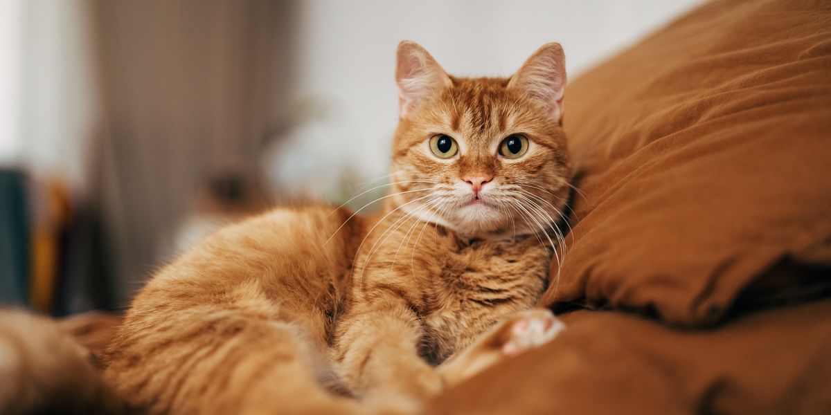 Wales locals go to court over cat mess row as dad left 'waking up with dread every day'