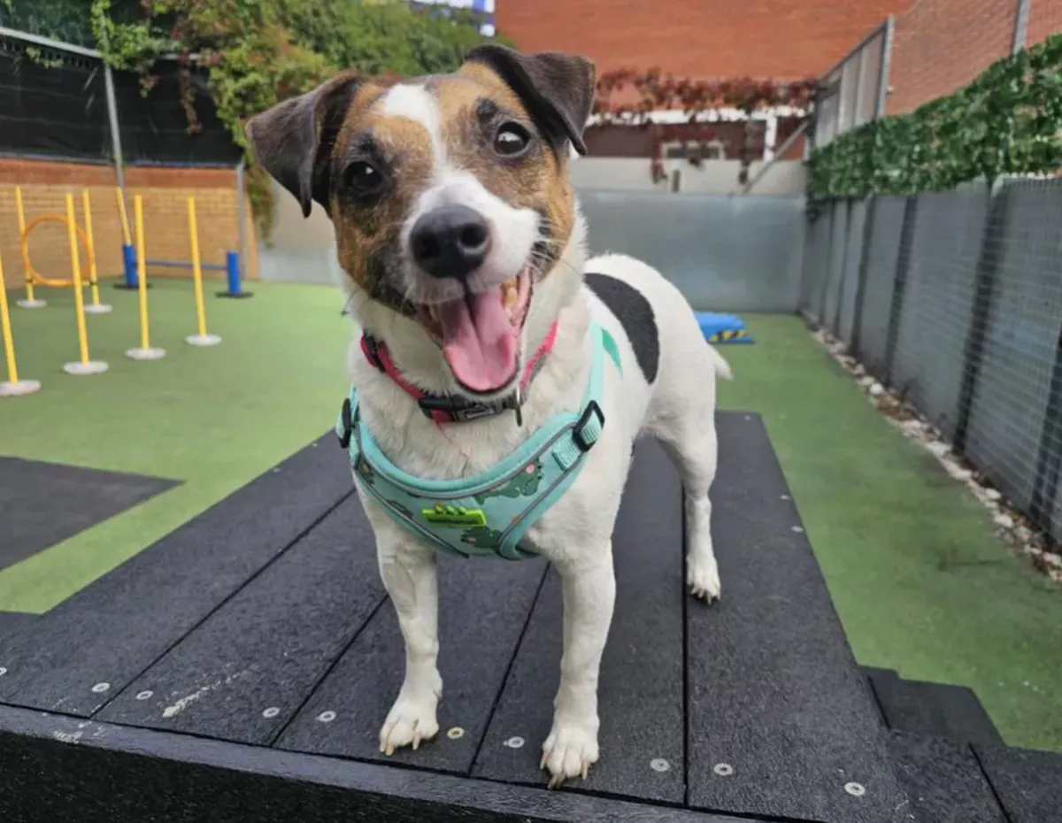 Brandi is looking for her forever home right now