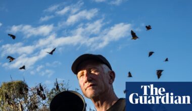 Four species, 160 days, 50,000 images: meet the photographer dedicated to showing the lovable side of flying foxes | Wildlife