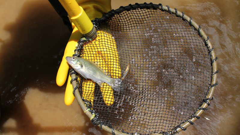 This tiny ancient fish only lives between two waterfalls in one river. It’s now under threat