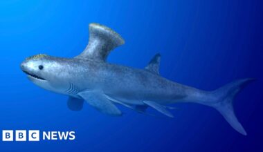 The prehistoric shark found in a suburban town in Scotland