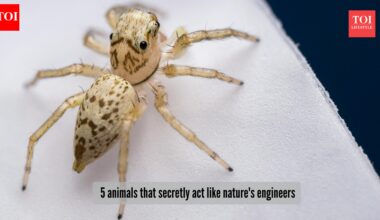 5 animals that secretly act like nature's engineers
