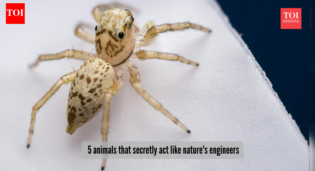 5 animals that secretly act like nature's engineers