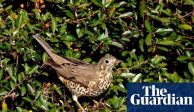 ‘It brings you closer to the natural world’: the rise of the Merlin birdsong identifying app | Birds
