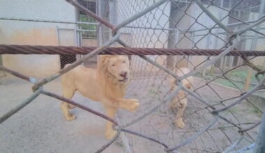 Video Player Placeholder