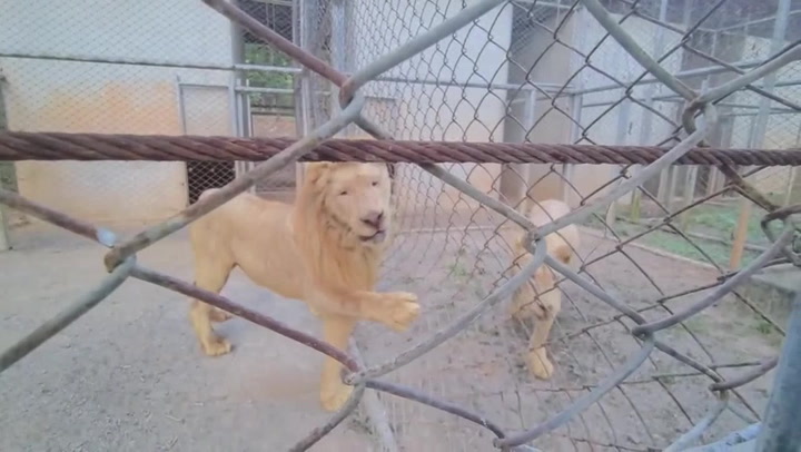 Video Player Placeholder