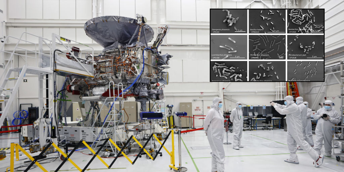 Nasa scientists discover 26 unknown bacterial species in ultra-sanitised cleanrooms