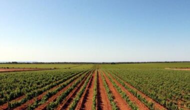 Mallorca farmers criticise the Vice-President of the Balearic Government for recommending a wine from outside the Balearics