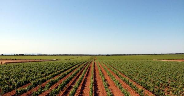 Mallorca farmers criticise the Vice-President of the Balearic Government for recommending a wine from outside the Balearics