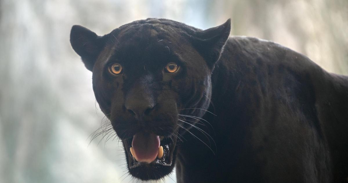 Where big cats have been seen in Worcestershire - mapped