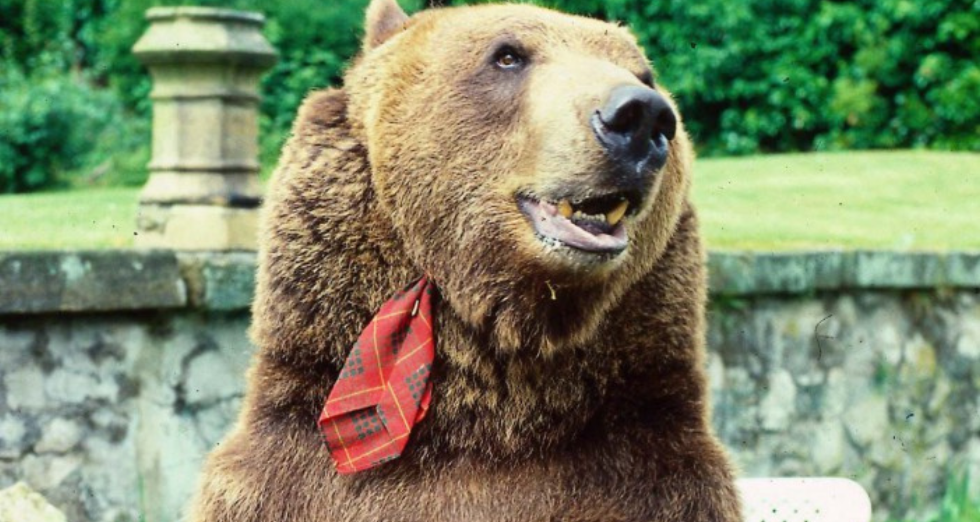 The bizarre story of 9ft BEAR raised by Scots couple as their son… it even boozed in the pub & starred in a Bond film