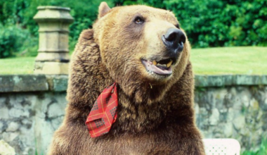 The bizarre story of 9ft BEAR raised by Scots couple as their son… it even boozed in the pub & starred in a Bond film