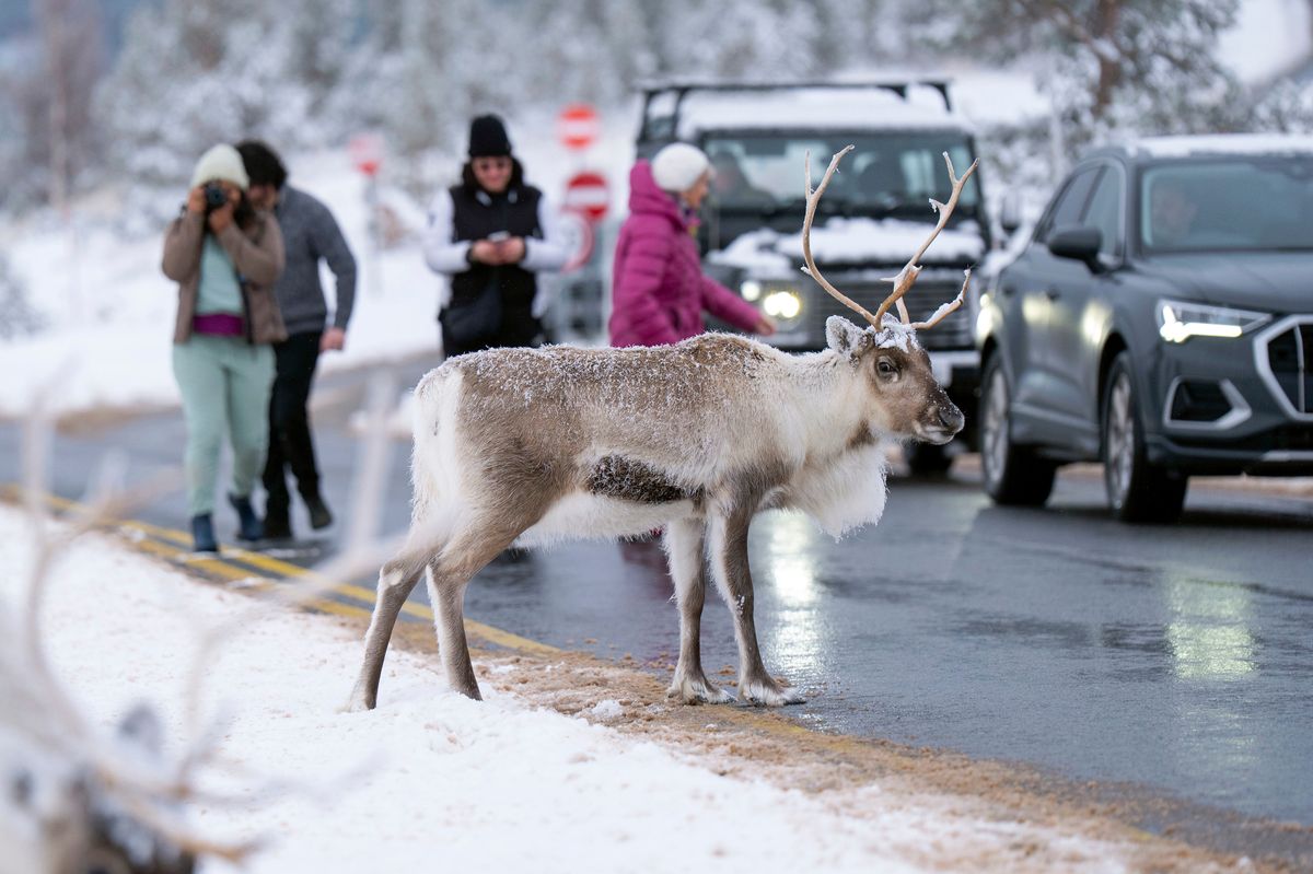 Reindeer stop traffic on a road near Aviemore