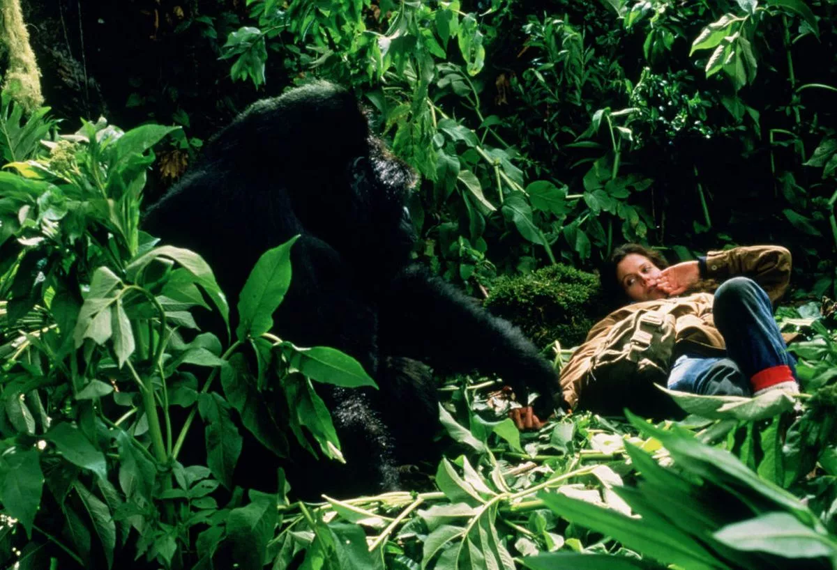 American actress Sigourney Weaver as naturalist Dian Fossey,