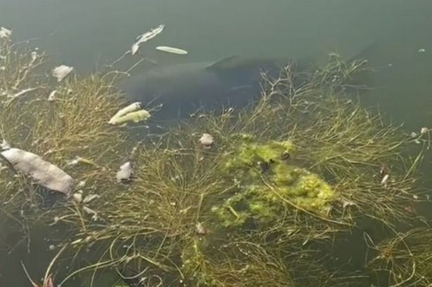 A monster fish has been spotted lurking just beneath the surface of a canal in Greater Manchester