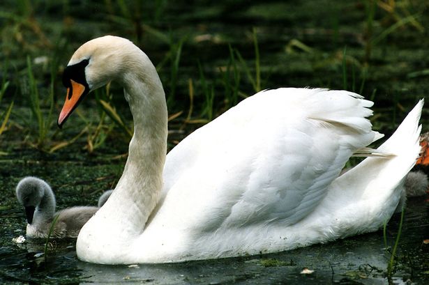 A swan