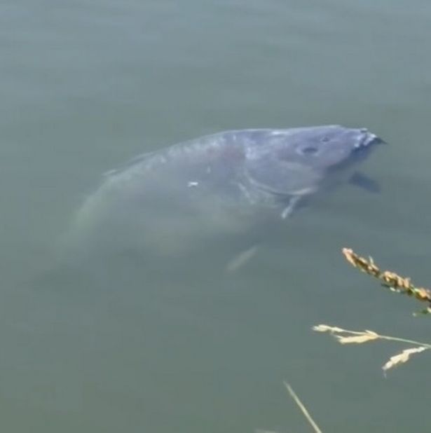 A monster fish has been spotted lurking just beneath the surface of a canal in Greater Manchester