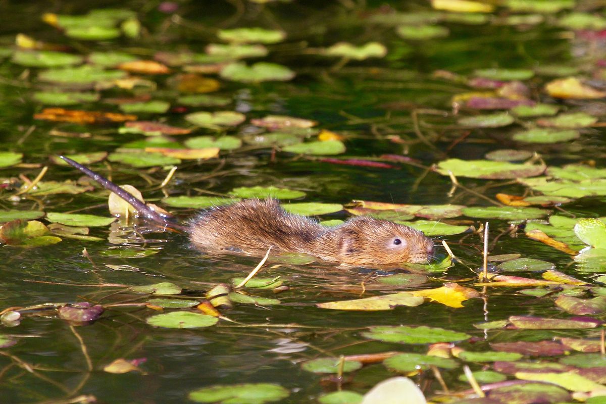 Water vole swimming 