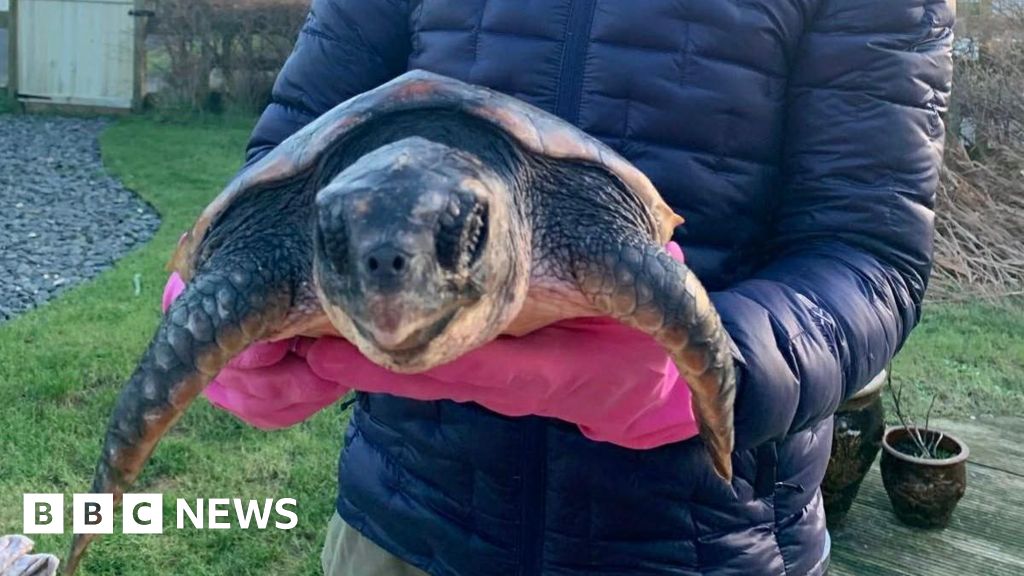 Giant Loggerhead turtle found alive on Solway Coast beach