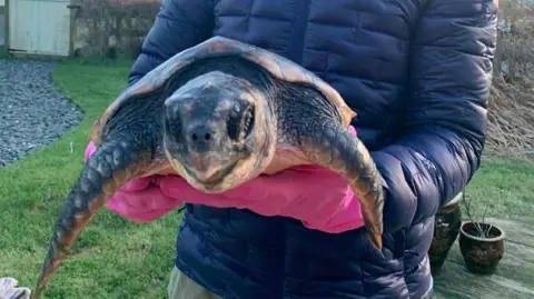 Casey Lammie A loggerhead turtle being held by a pair of hands wearing pink gloves and the upper body of Valerie Lang Smith wearing a blue puffer jacket