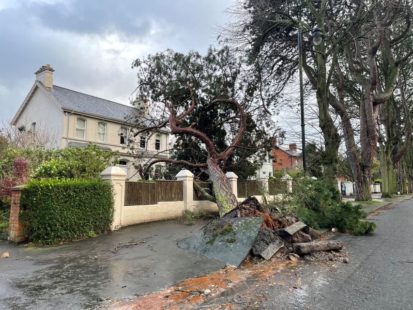 A fallen tree on Cyprus Avenue, east Belfast, as Storm Eowyn arrived (David Young/PA)