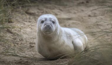 The spectacle of grey seals on Norfolk beaches in winter