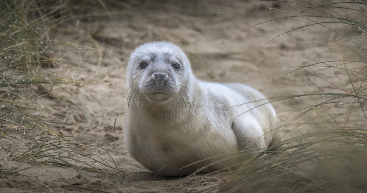 The spectacle of grey seals on Norfolk beaches in winter