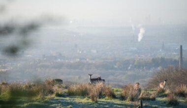 Wildlife collapse feared in Bolton amid planning reform