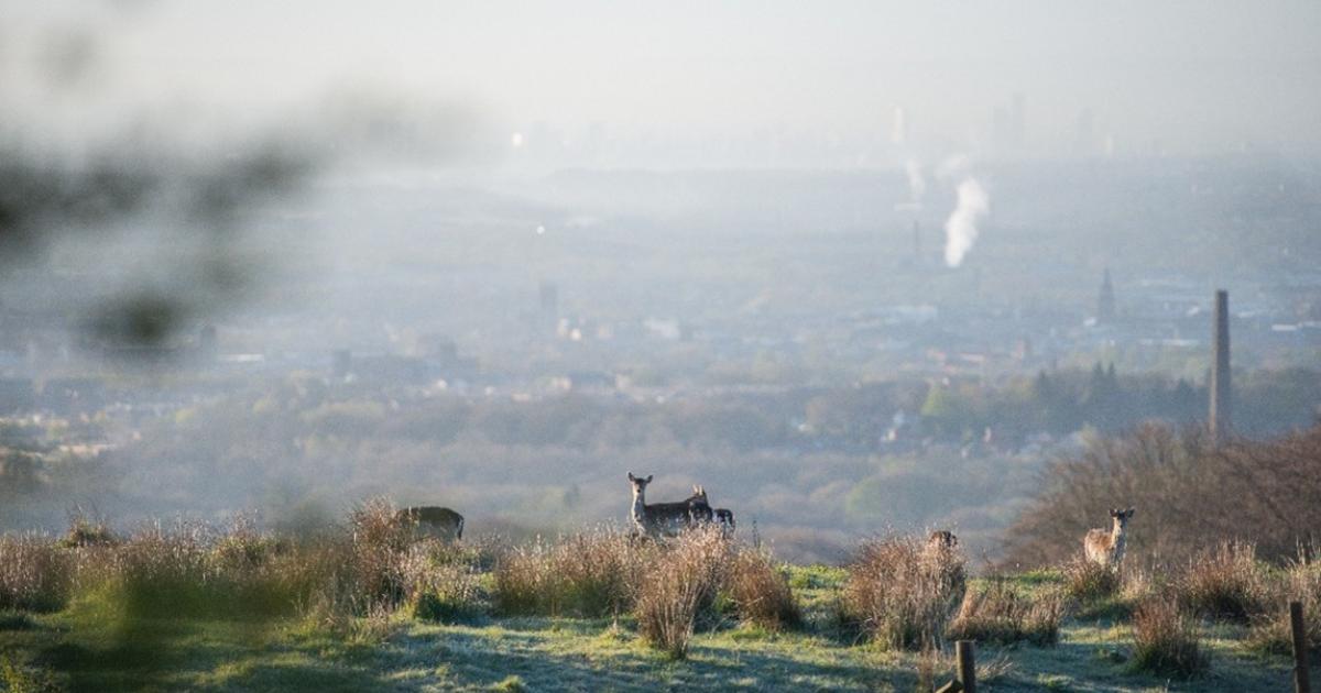 Wildlife collapse feared in Bolton amid planning reform