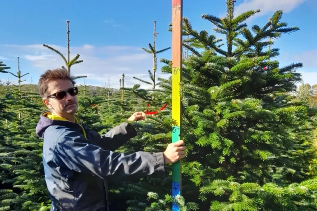 Simon Maeghan owns and runs Frenchay Christmas Tree Farm in Bristol