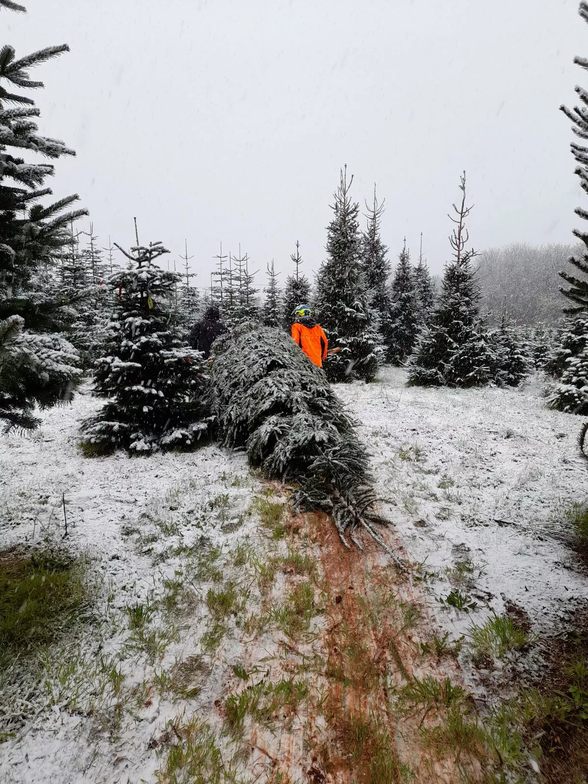 Frenchay Christmas Tree Farm in the snow