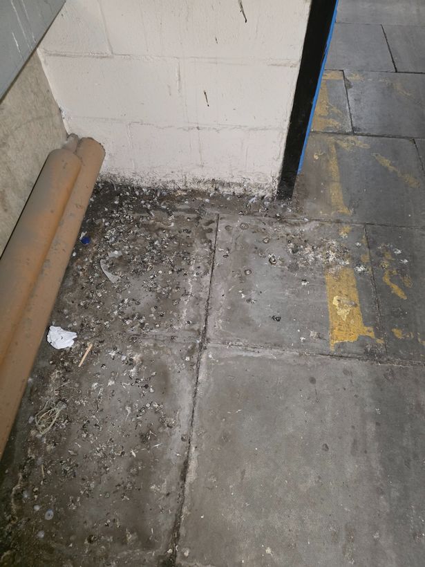 Bird droppings in University Hospital of Wales