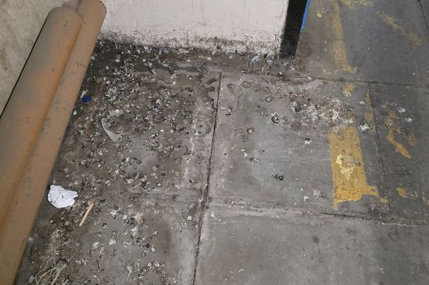 Bird droppings in University Hospital of Wales