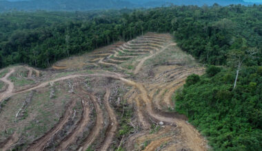 Deforestation is seen May 18, 2024, in East Kalimantan. Deforestation caused by pulpwood plantation expansion is shifting from Sumatra to Kalimantan.