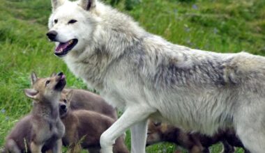 Young ‘cautious’ over potential reintroduction of wolves and lynx in the wild
