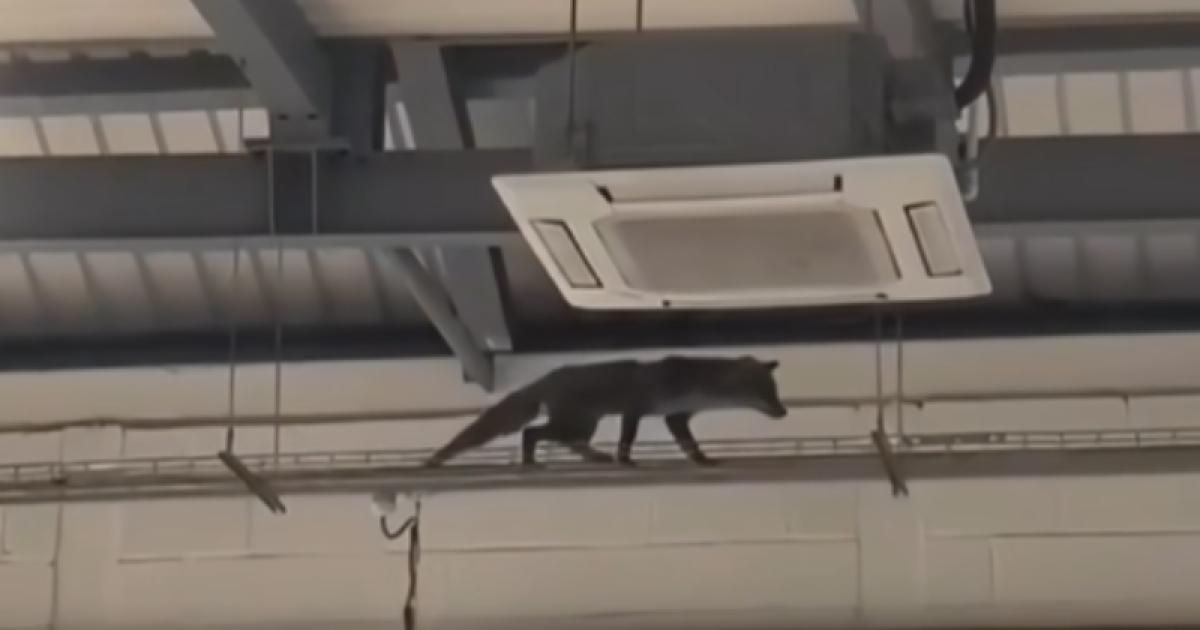 Fox spotted taking a stroll through Pure Gym in Worcester