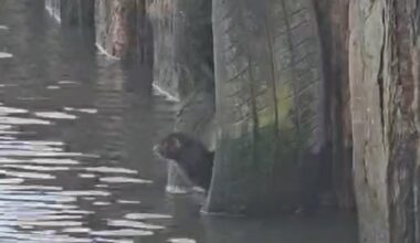 Mischievous mink footage captured by fisherman in Northwich
