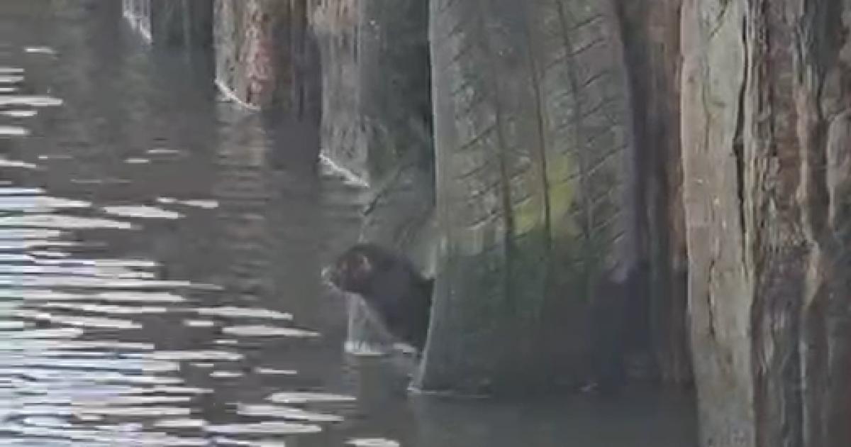 Mischievous mink footage captured by fisherman in Northwich