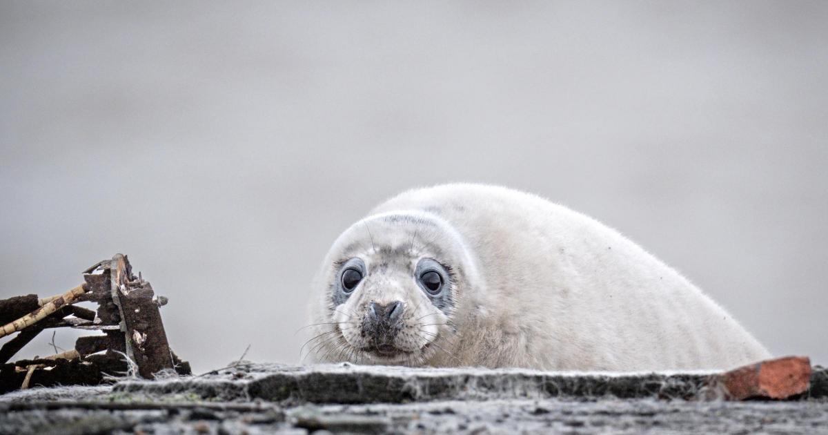 Seals return to Orford Ness, Suffolk, for pupping season
