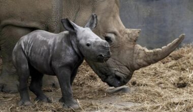 Adorable baby White Rhino born at Cotswold Wildlife Park