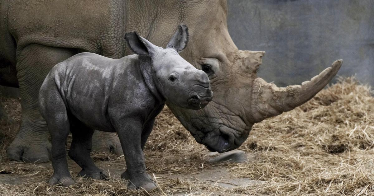 Adorable baby White Rhino born at Cotswold Wildlife Park