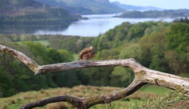 Success for red squirrel conservation across central Scotland
