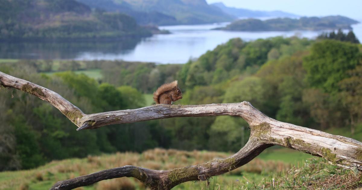 Success for red squirrel conservation across central Scotland