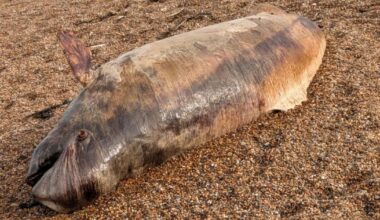 Abbotsbury: Shock as dolphin washes up on Chesil Beach