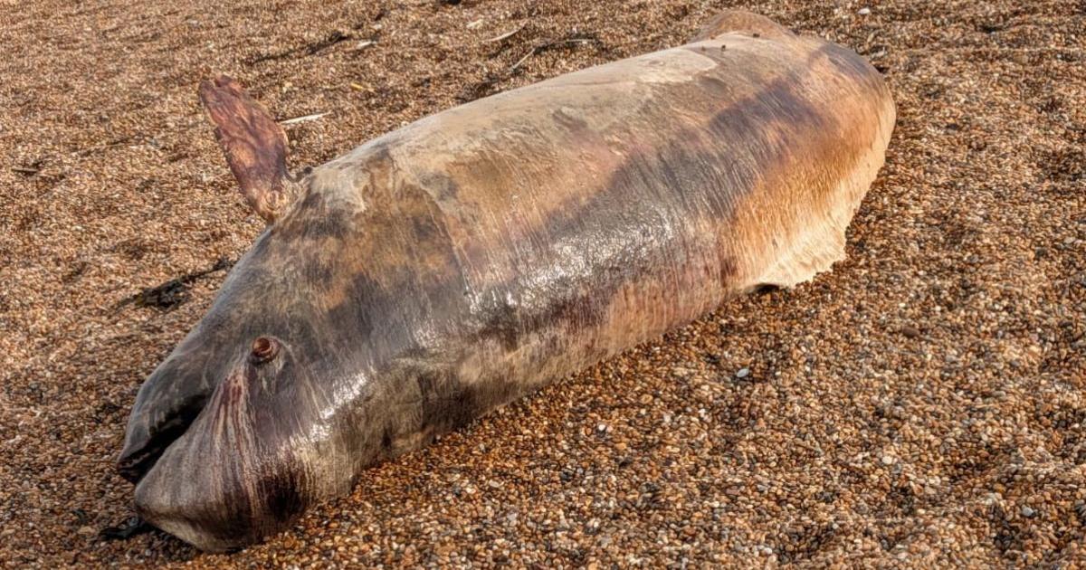 Abbotsbury: Shock as dolphin washes up on Chesil Beach
