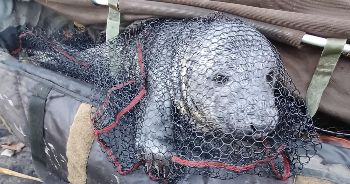 Seal caught in fisherman's net after 20-mile river journey