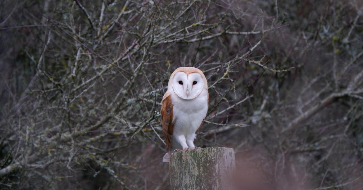 National Trust: Bee buzz on Isle of Wight as owls suffer